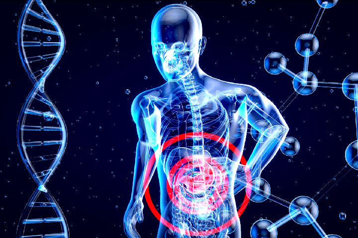 Vad gör enzymer i kroppen?